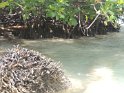 Mangroves at Snug Harbor
